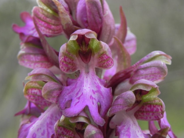 Valle delle Orchidee